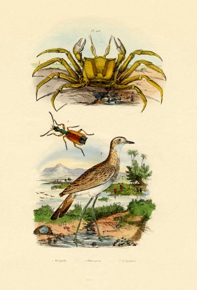 Crabe fantôme - French School